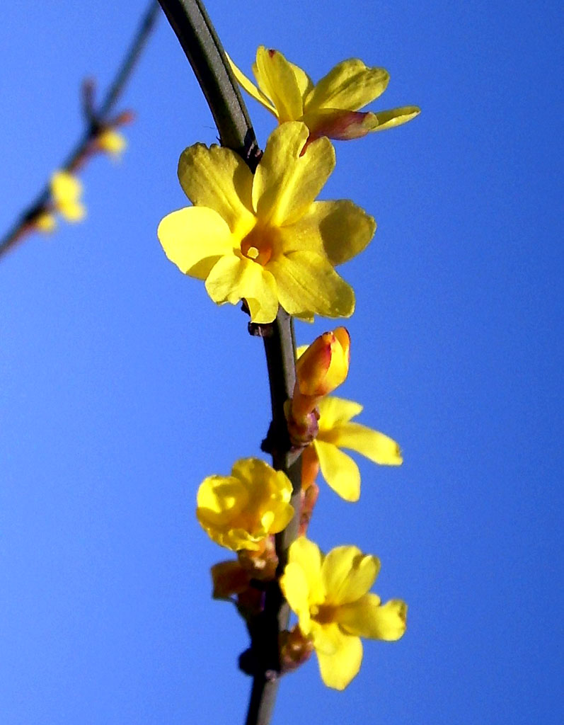 迎春花 摄影 泉城古月