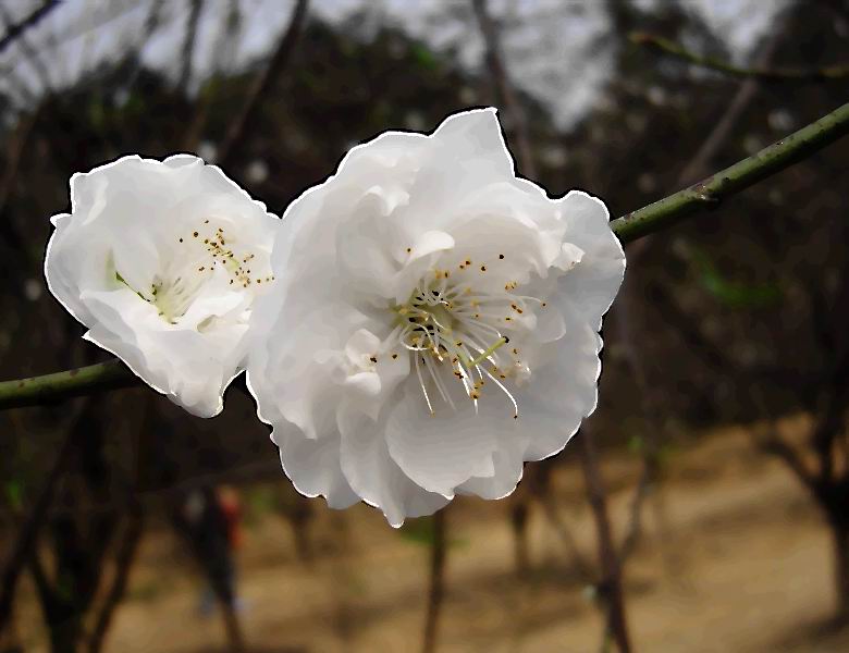 并蒂 摄影 蓝儿