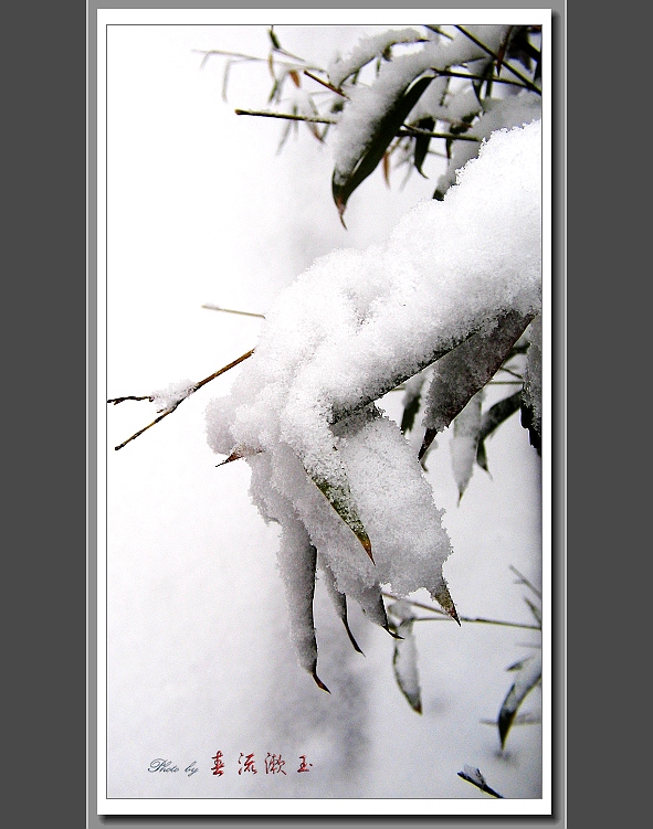 雪压翠竹——感受春雪 10 摄影 春流漱玉