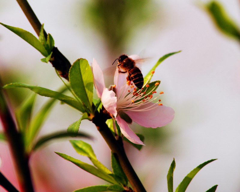 传统桃花 摄影 HANSS