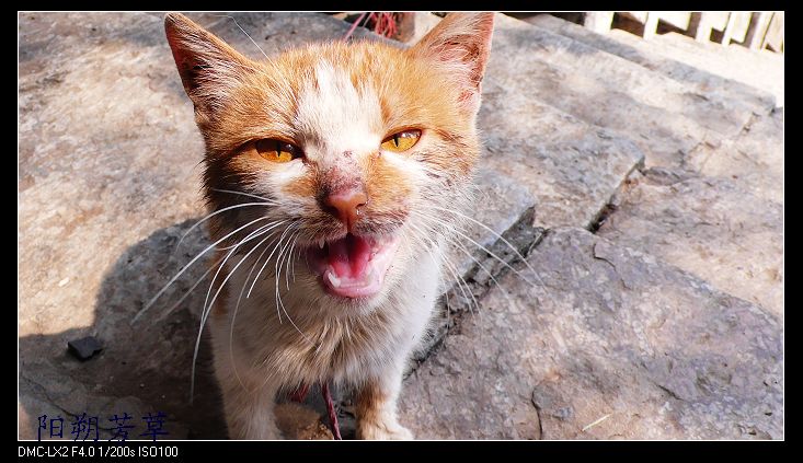 猫 摄影 天崖芳草