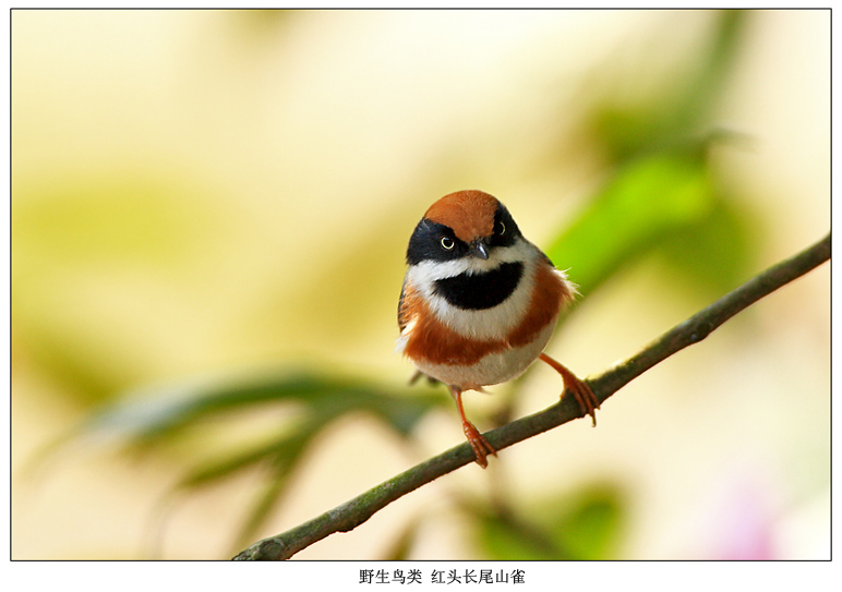 红头长尾山雀 摄影 pigeon