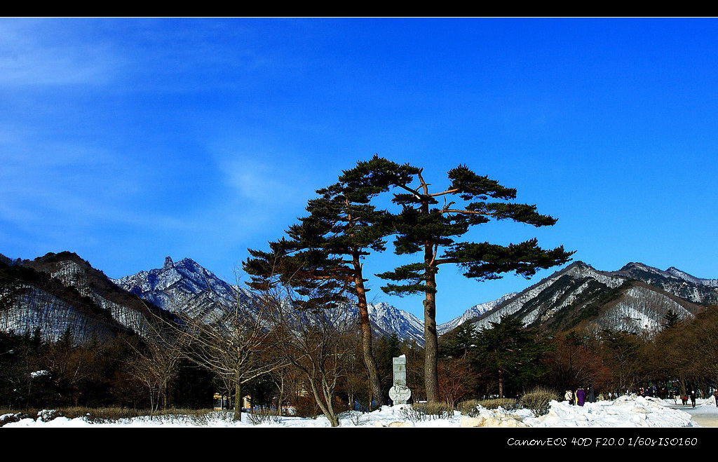 雪岳山风景 摄影 山中白桦林