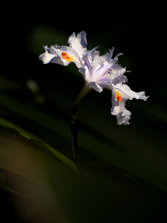 鸢尾花 摄影 静野