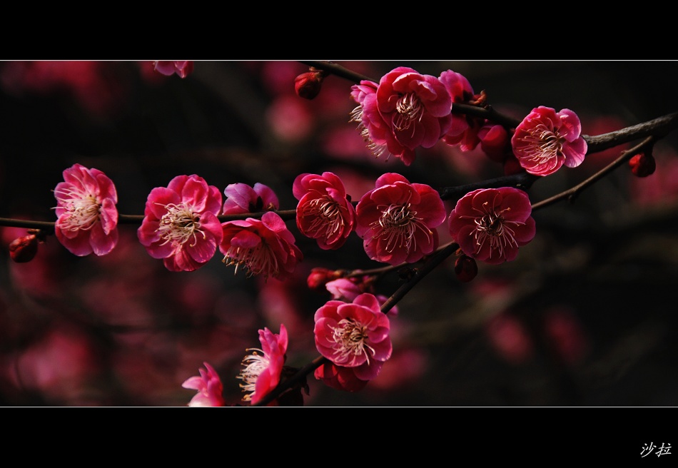 红梅花儿开 摄影 沙拉