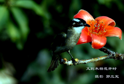 又到木棉花开时之二 摄影 后山人