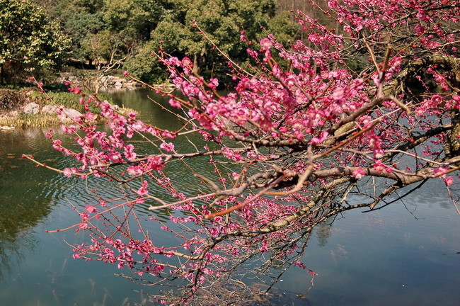 红梅花儿开 摄影 桐乡老年大学