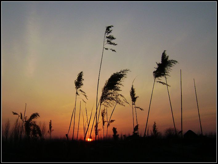 夕阳中的芦苇 摄影 东风一浪