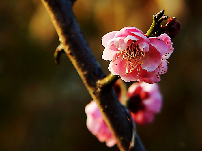 红梅花开 摄影 亦均