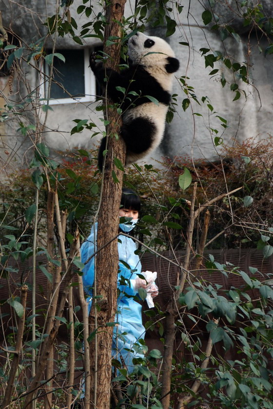 熊猫 8 摄影 译书人