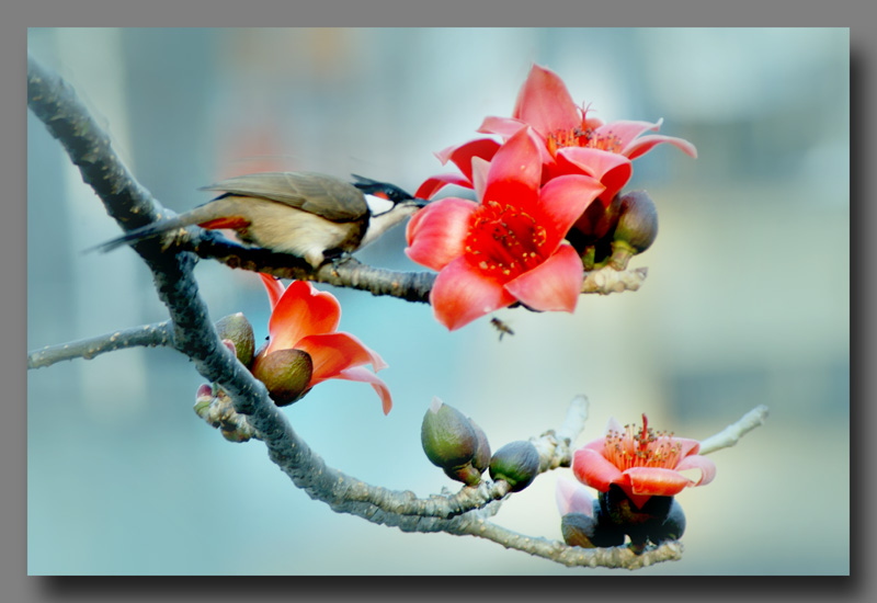 鸟  蜂  花 摄影 丛影仔