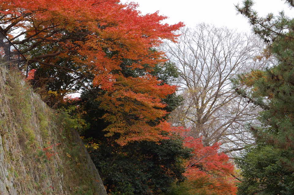 京都08 摄影 静之