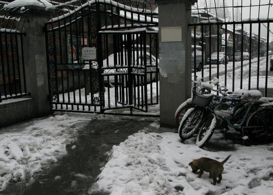 风雪狗生 摄影 弟妻灵