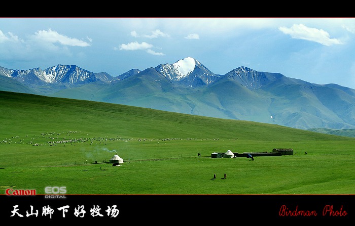 天山牧场 摄影 wangjuns