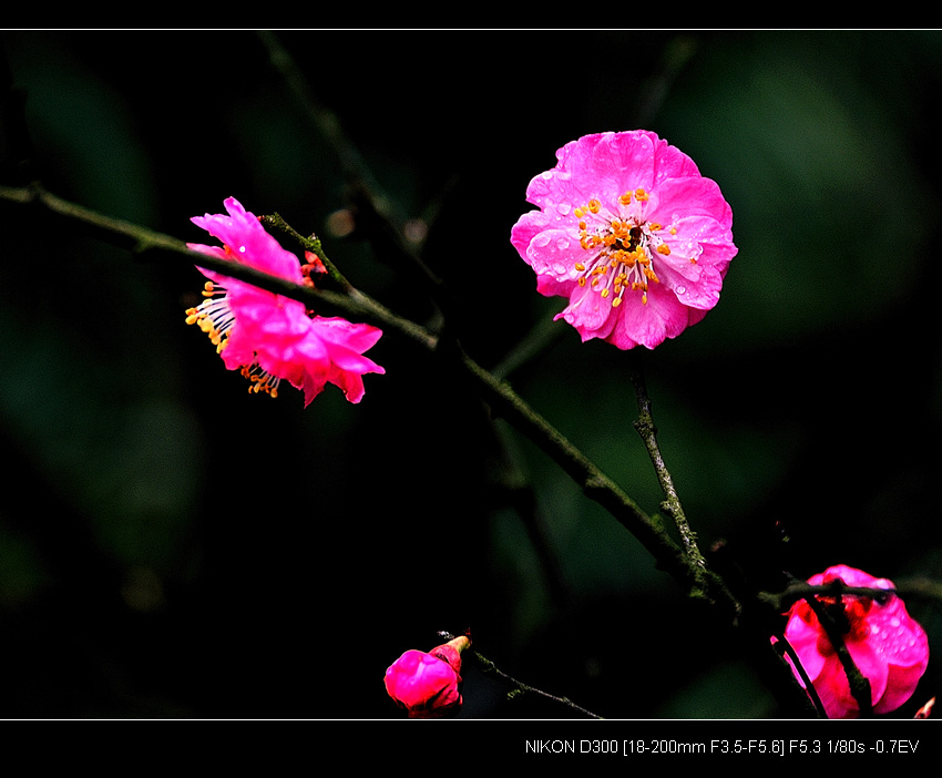 梅花迎春 摄影 惹却