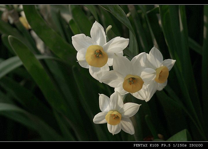 水仙花 摄影 品感