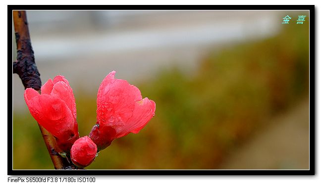 春暖花开 摄影 xns