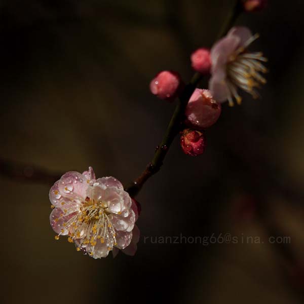 梅花 摄影 山风