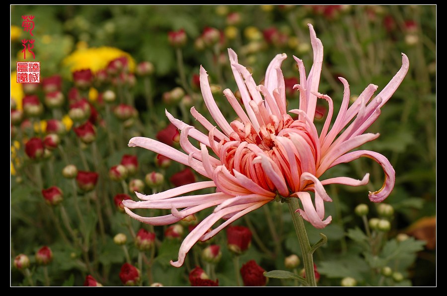 菊花 摄影 港城晨曦