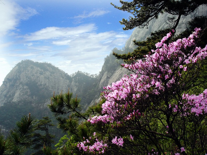 映山花开映明堂 摄影 峰舞九天