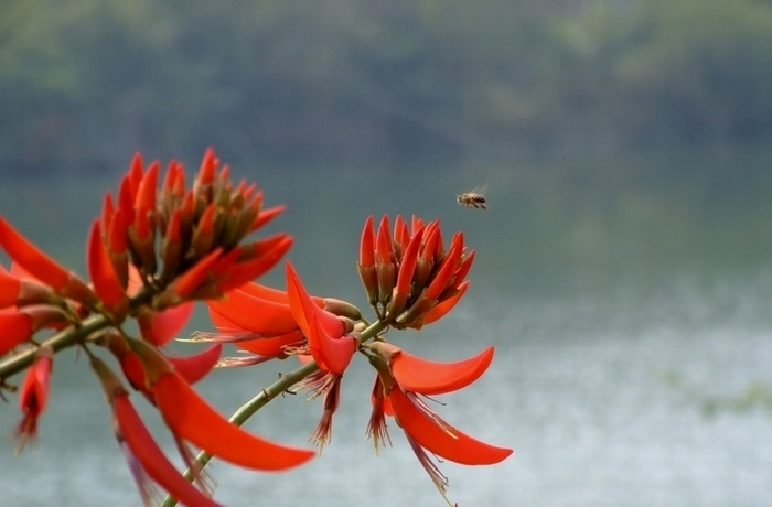 蜂 摄影 imtghuang