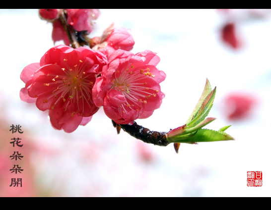 桃花朵朵開 摄影 甘宝宝