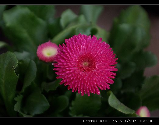 草莓菊 摄影 品感