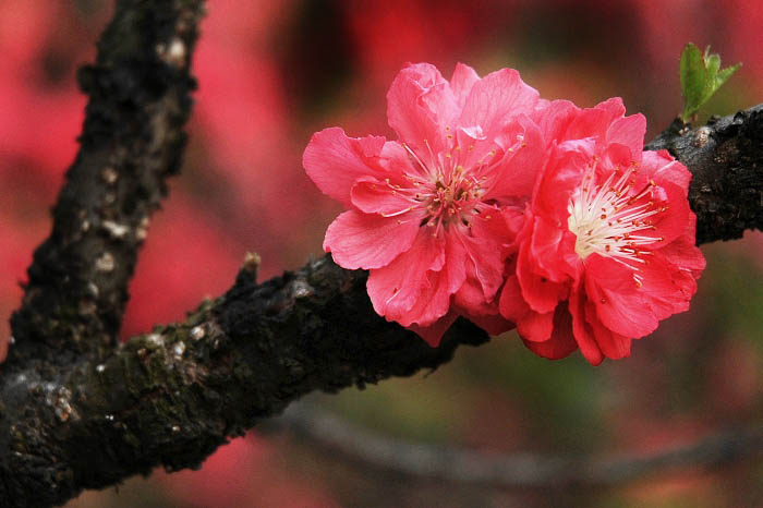 桃花 摄影 千彩雨