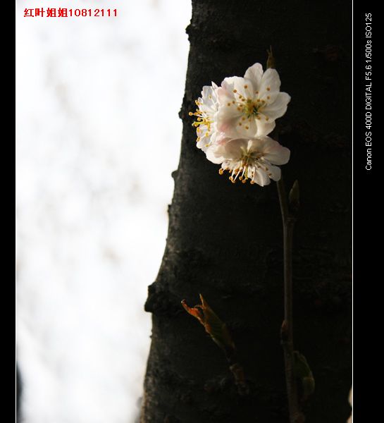 太极樱花 摄影 yaling