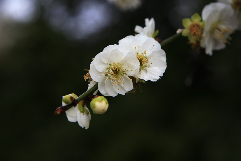 梅花 摄影 影与形