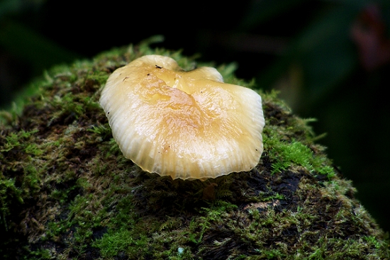 野山菌 摄影 踏雪登峰