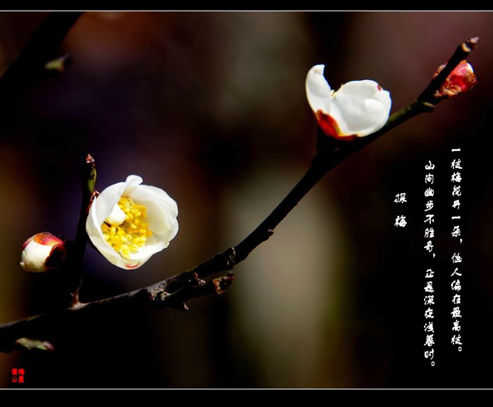 几点梅花最可人 摄影 梅里雪山