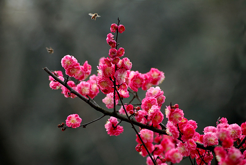 红梅花开蜜蜂来 摄影 阳光客