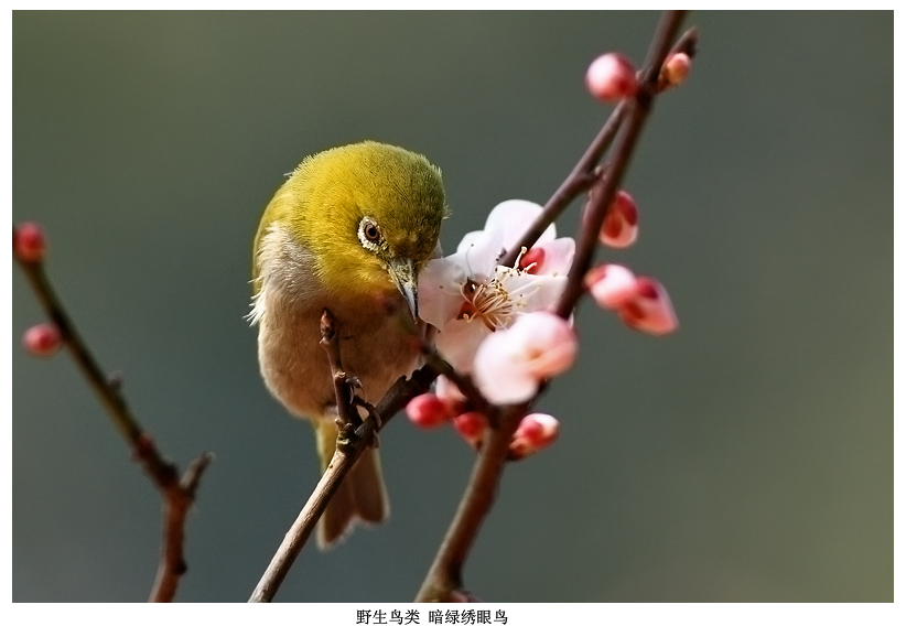 花鸟图 摄影 pigeon