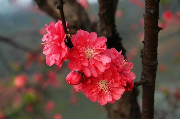 桃花 摄影 千彩雨