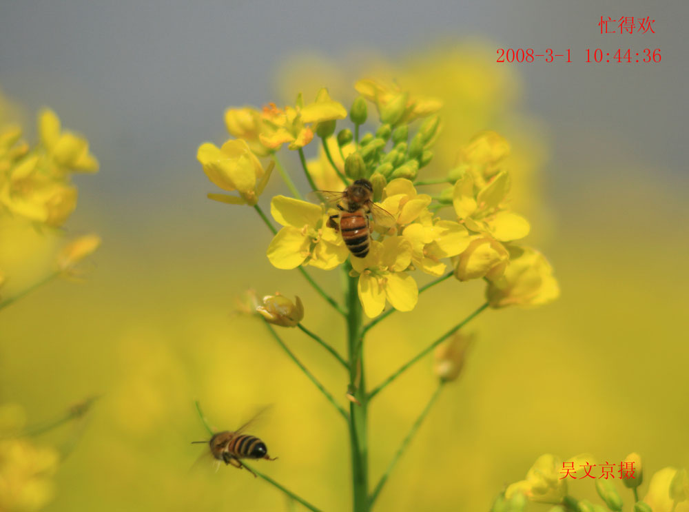 油菜花 摄影 wu6791