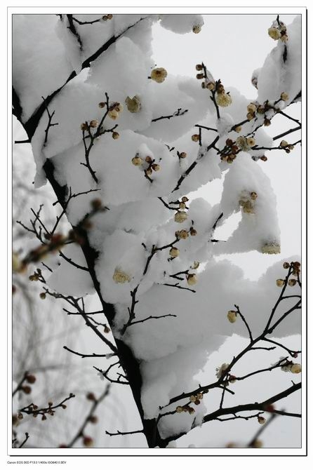 灵峰探梅——傲霜斗雪 摄影 我心依旧