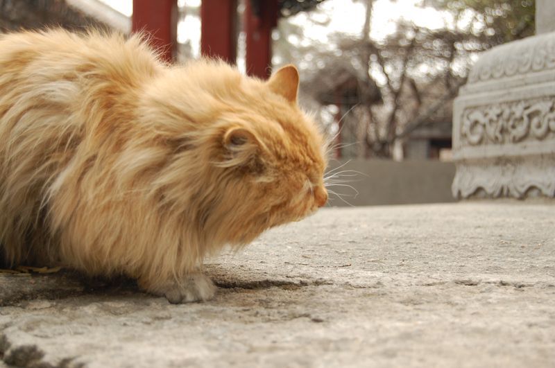 寺院里的猫 摄影 乌鸦乱飞