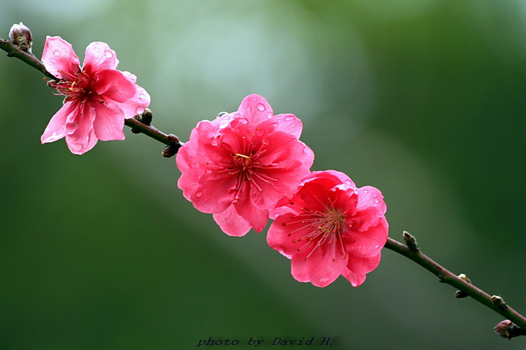 一剪桃花 摄影 黄大为