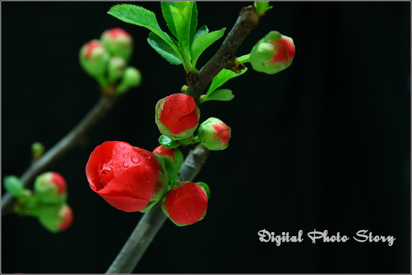 blooming 摄影 风吹云端