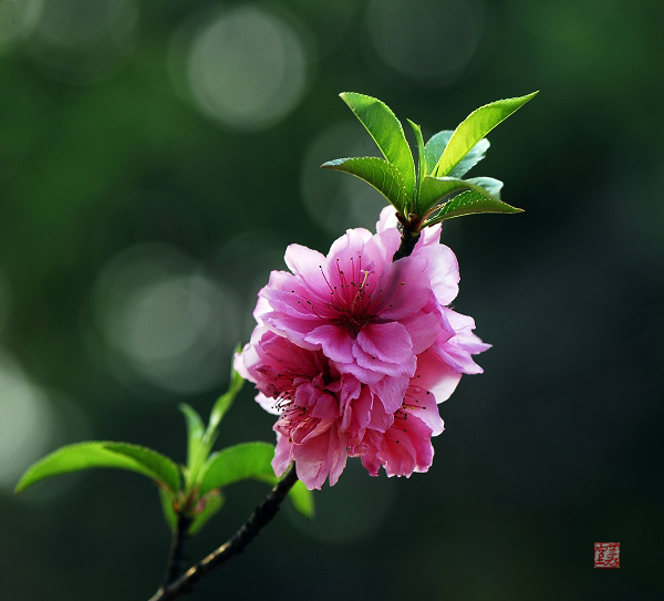 桃花依旧笑春风 摄影 钝夫