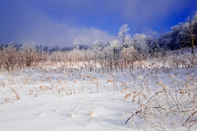 Winter Grass 摄影 yuhan