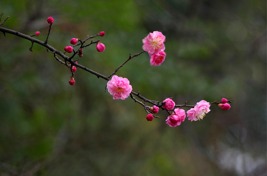 桃花 摄影 水采田和