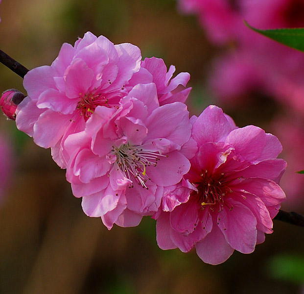 又见桃花红 摄影 xuqing