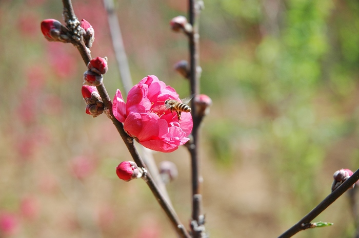 闻香寻蜜来 摄影 幸运游天下