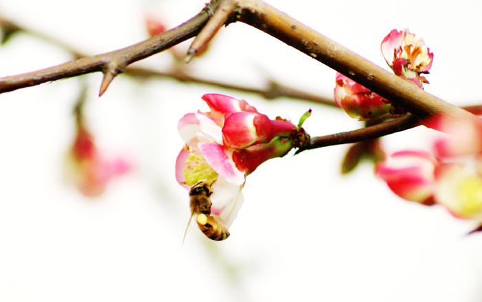 花.蜜蜂 摄影 奇戈