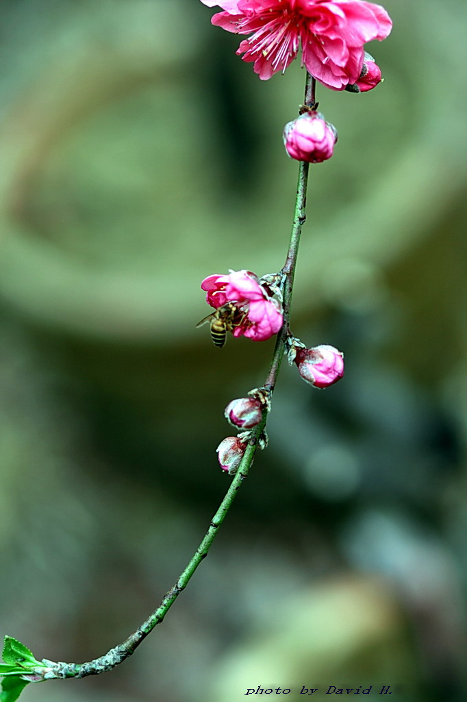 蜂恋花 2 摄影 黄大为