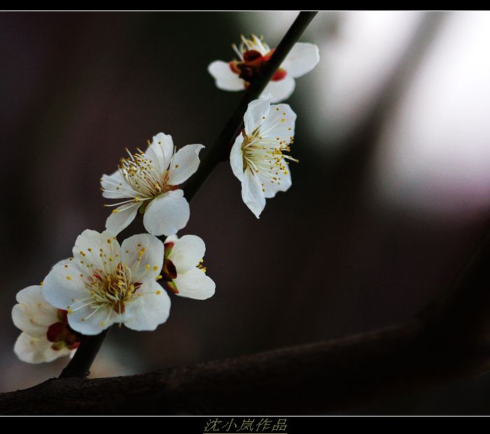 【花事】 摄影 沈小岚