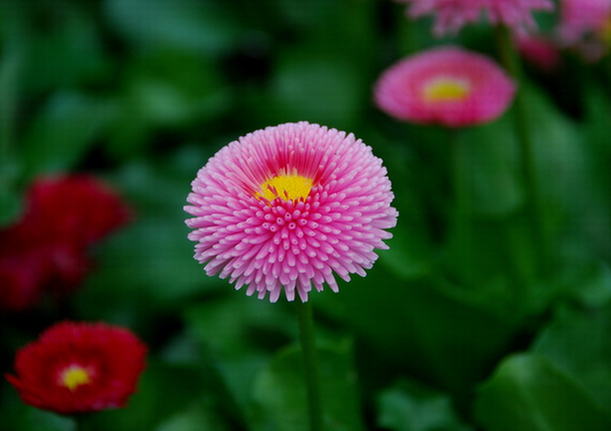 娇艳的花 摄影 橡树花