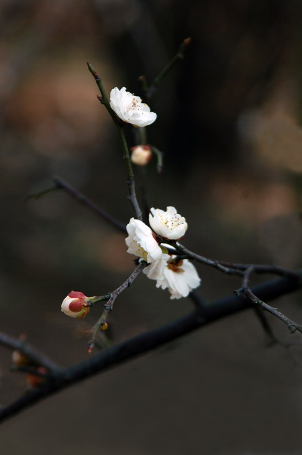 冰雪林中著次身 摄影 桐乡老年大学